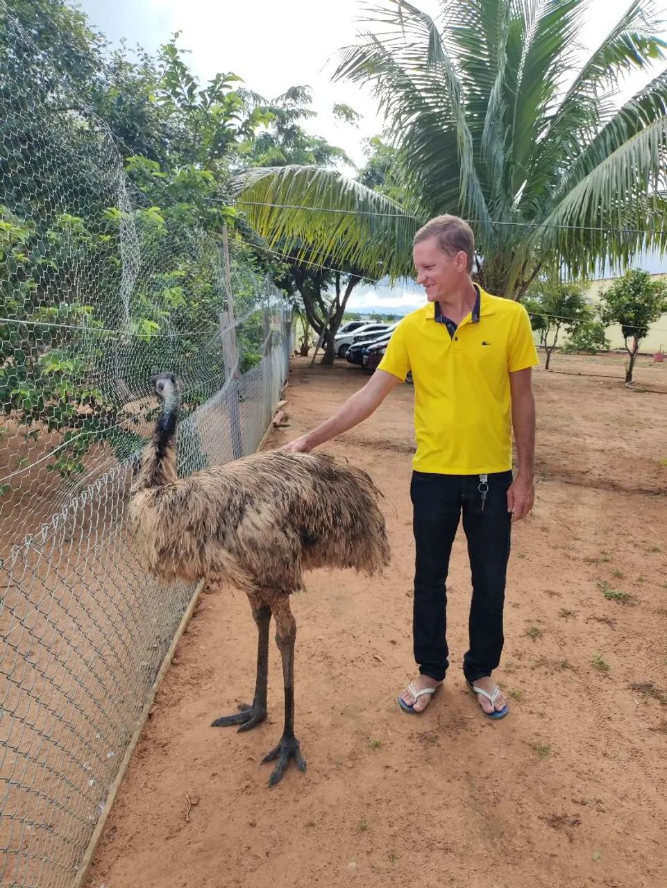 Casal emu australiano  - Foto 2