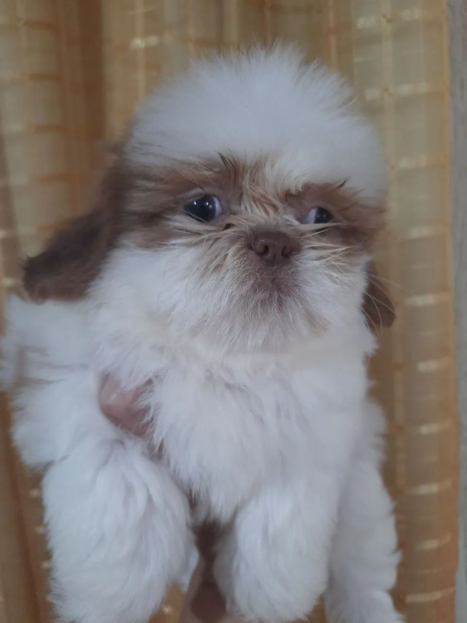Shih Tzu Macho Fígado com Branco  - Foto 2