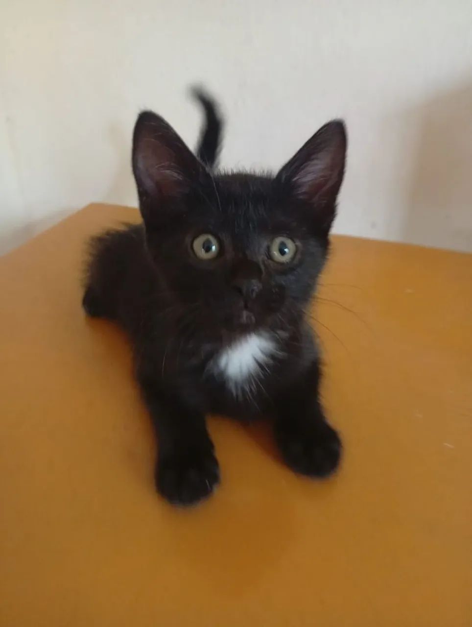 Gatinhos para adoção responsável *) - Foto 2