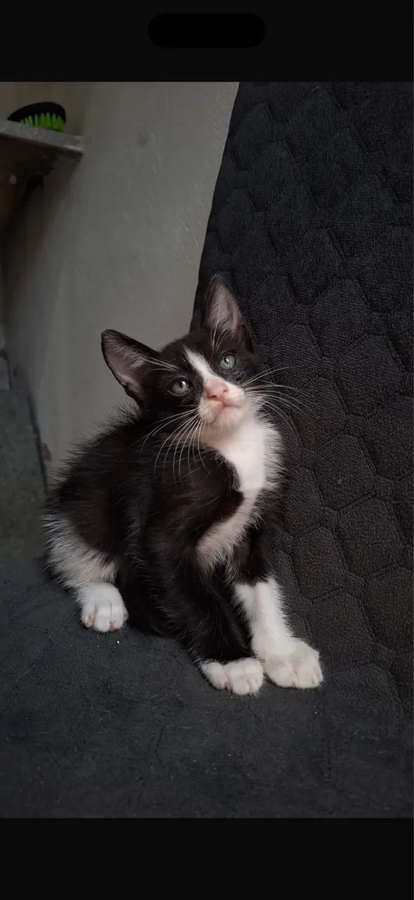 Doação de gatinhos - Foto 2