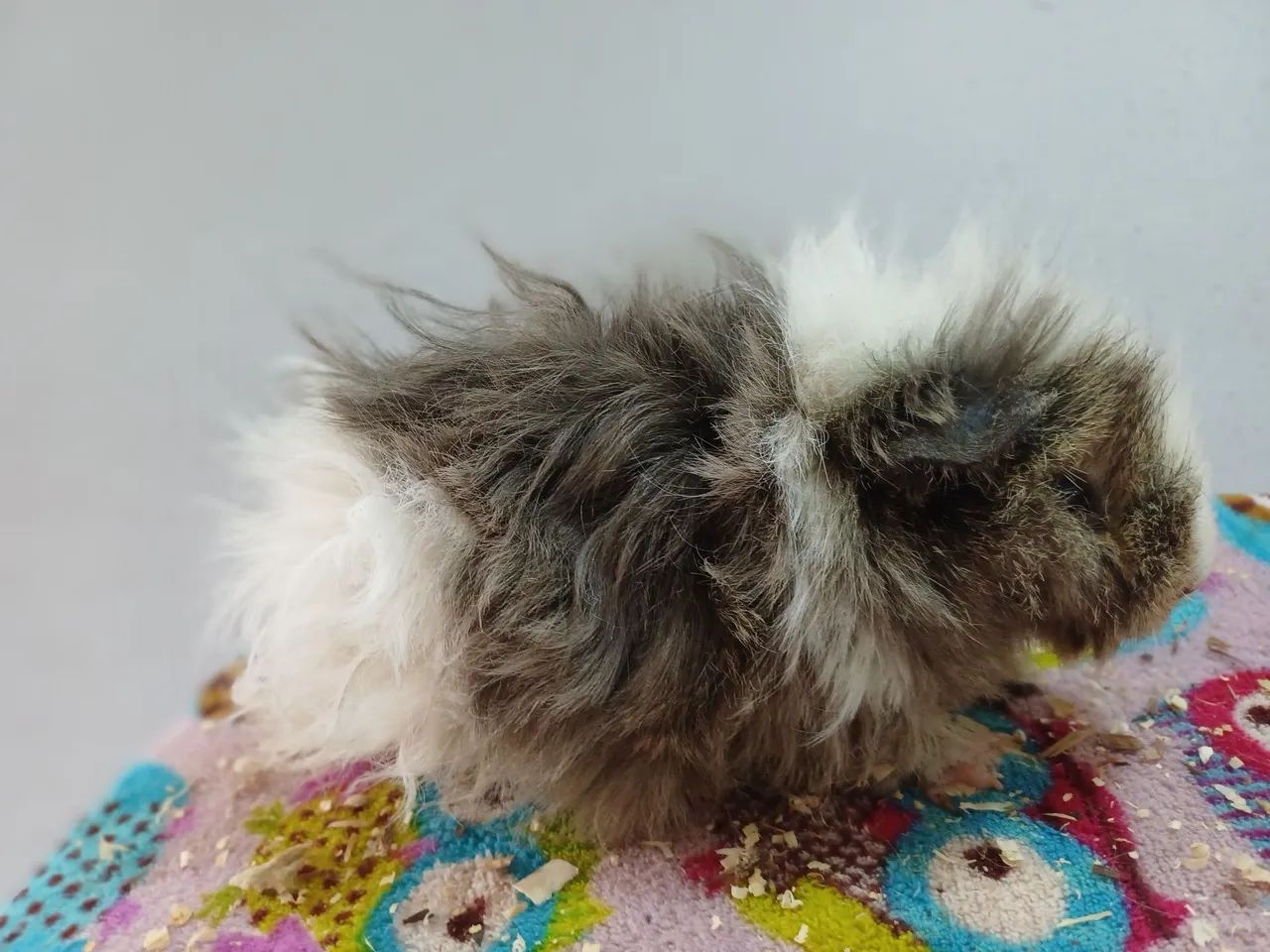 Porquinho da india - Foto 2