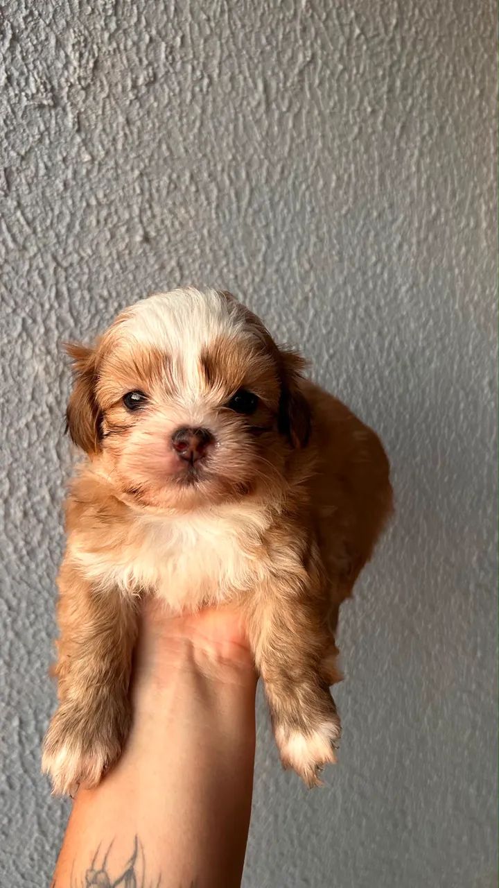 Vendo 
