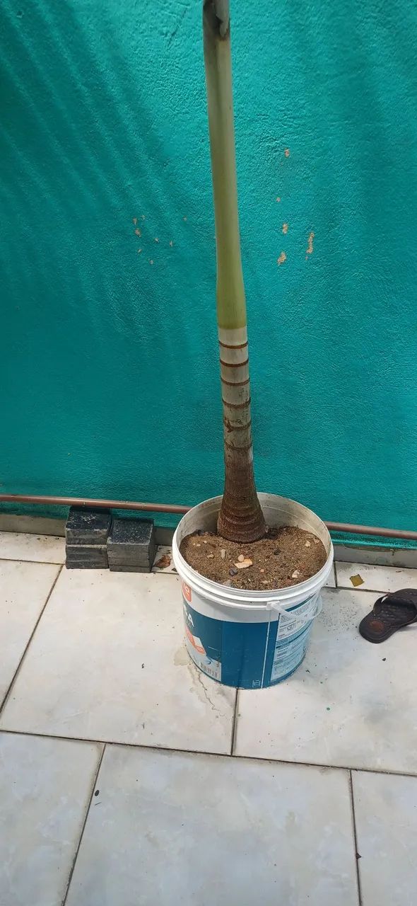 Vendo 2 árvore imperial  - Foto 5