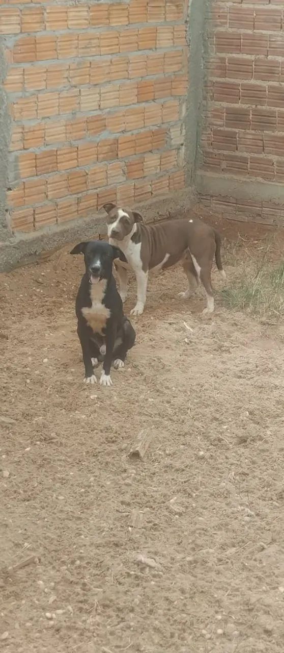 Pitbull 