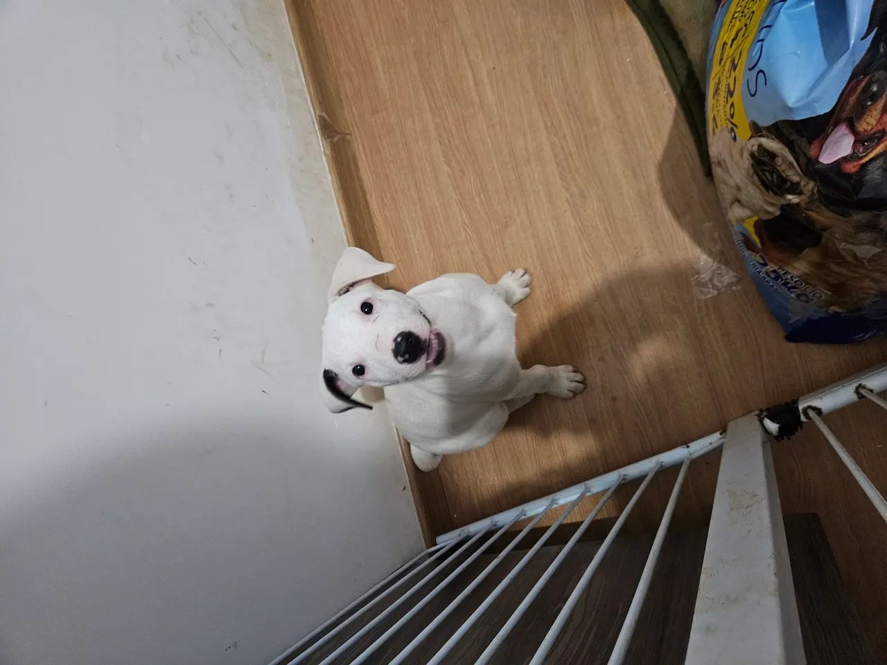 Filhote bull terrier  - Foto 2
