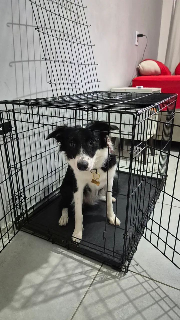 Caixa de cachorro médio porte NOVA - Foto 3