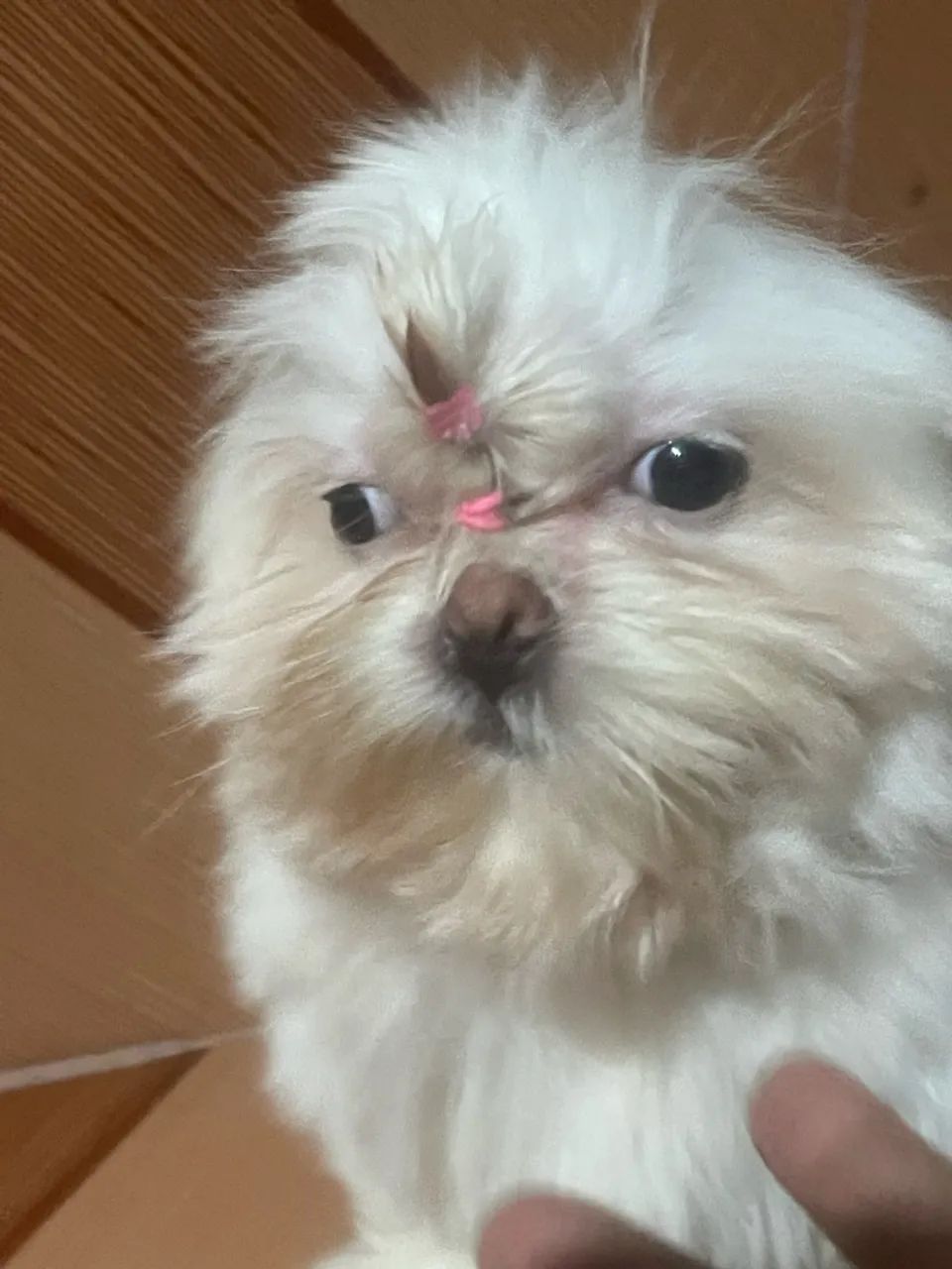 vende-se cachorro shihtzu  - Foto 2