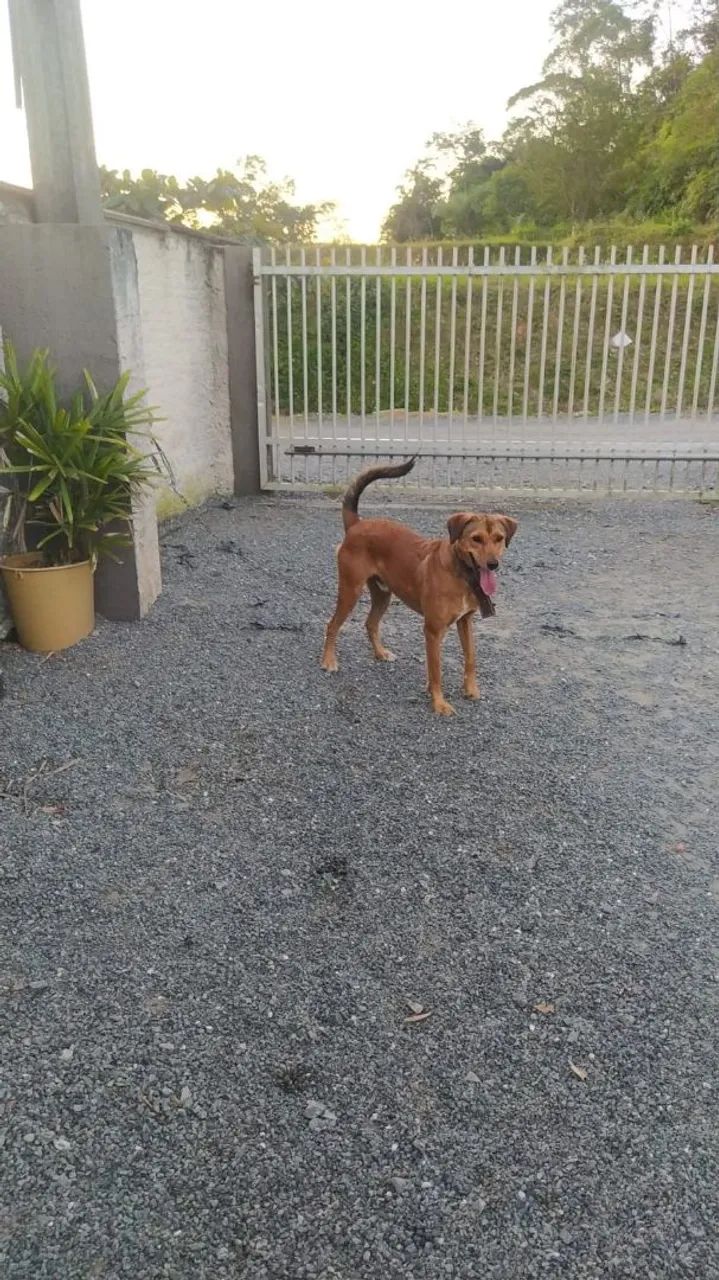 Cão super protetor