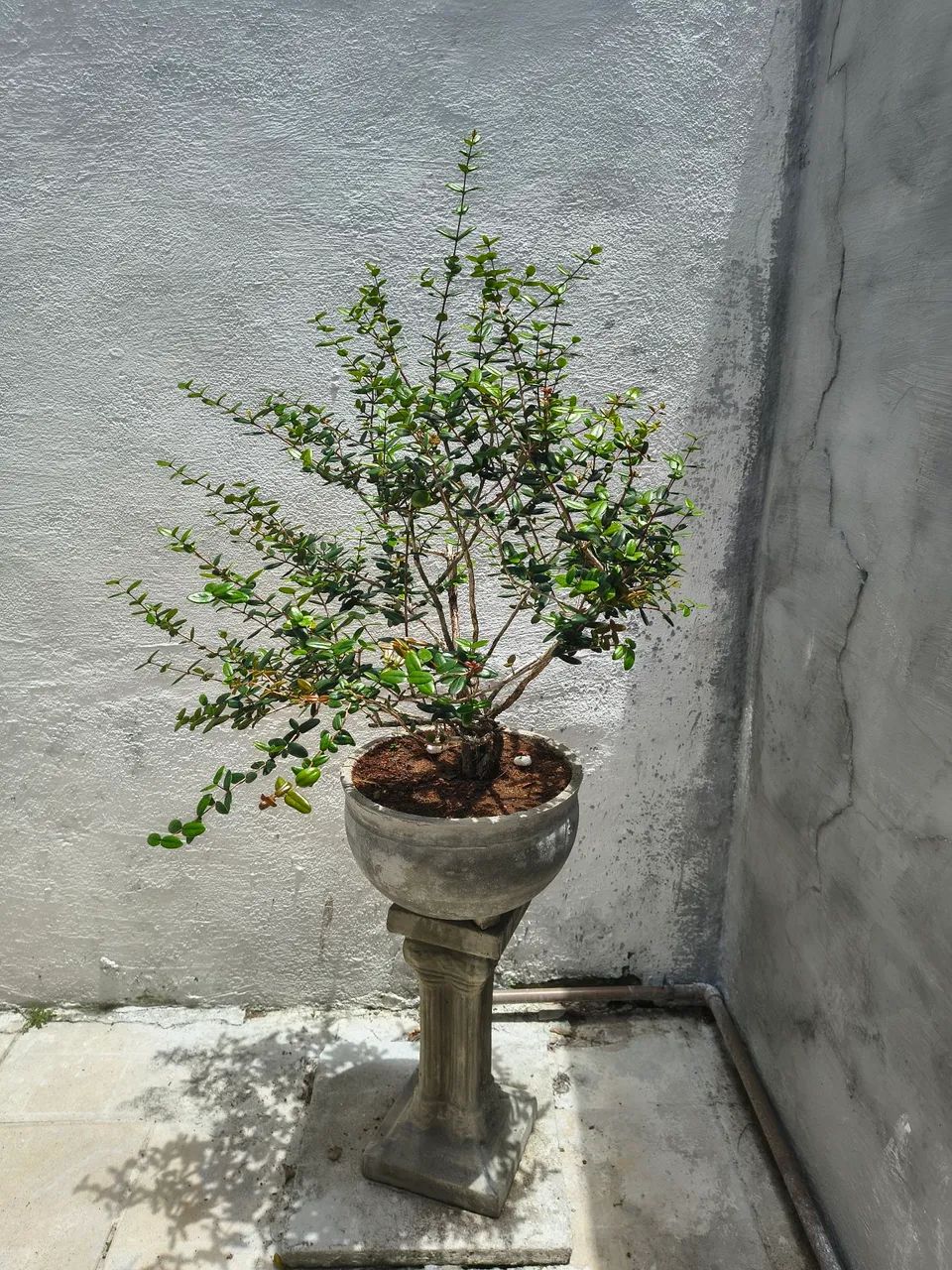 Bonsay raro de uvaia uma fruta muito deliciosa raro de coleção único  - Foto 4