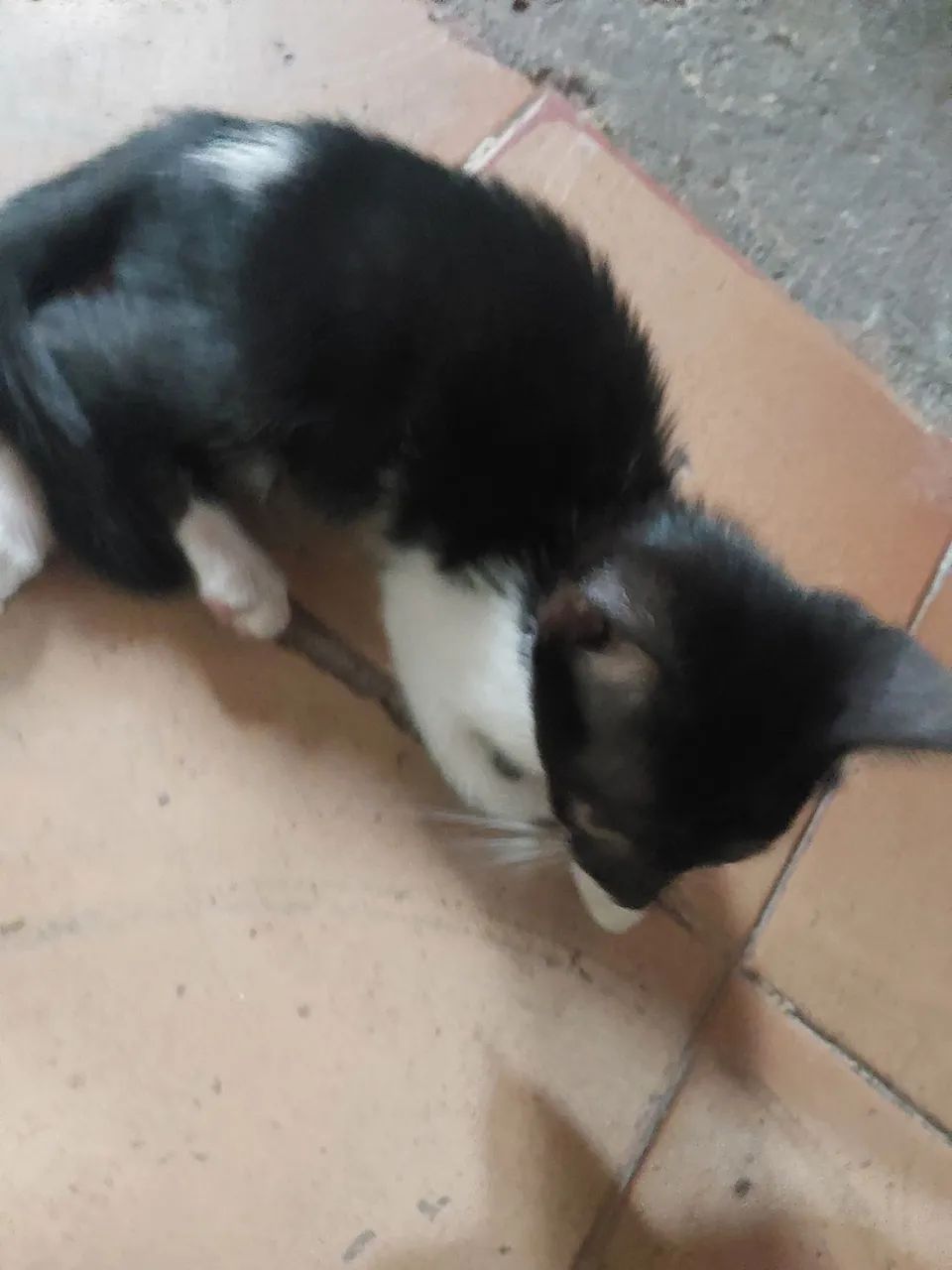 gatos para doação  grátis  - Foto 6