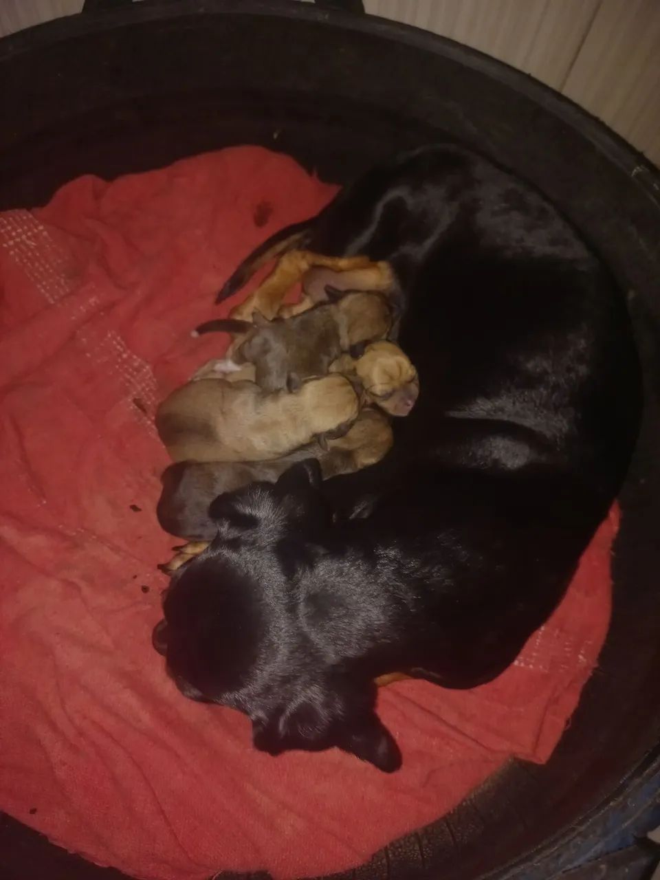 Dog - Foto 2