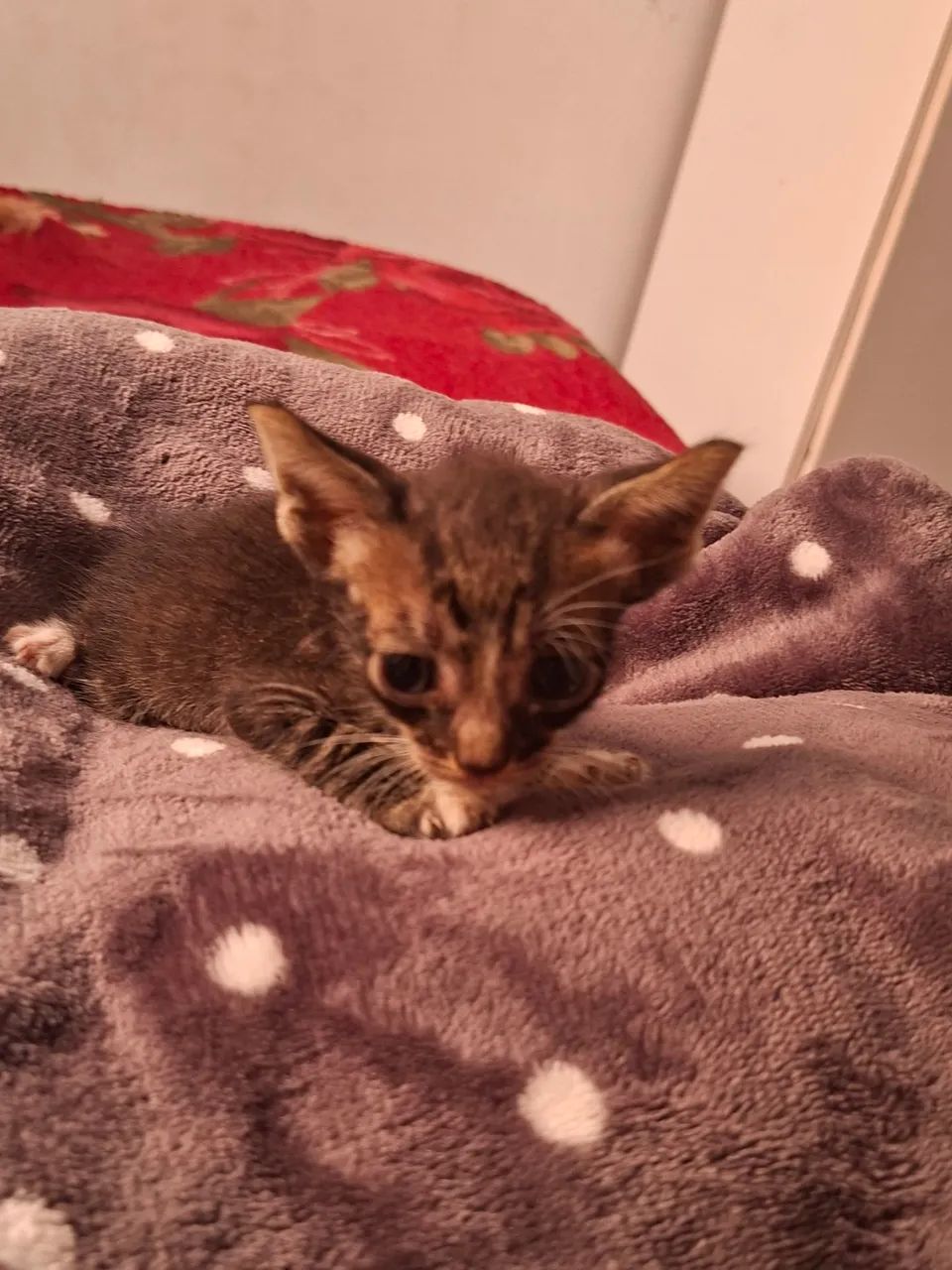 Doação de gatinho - Foto 3