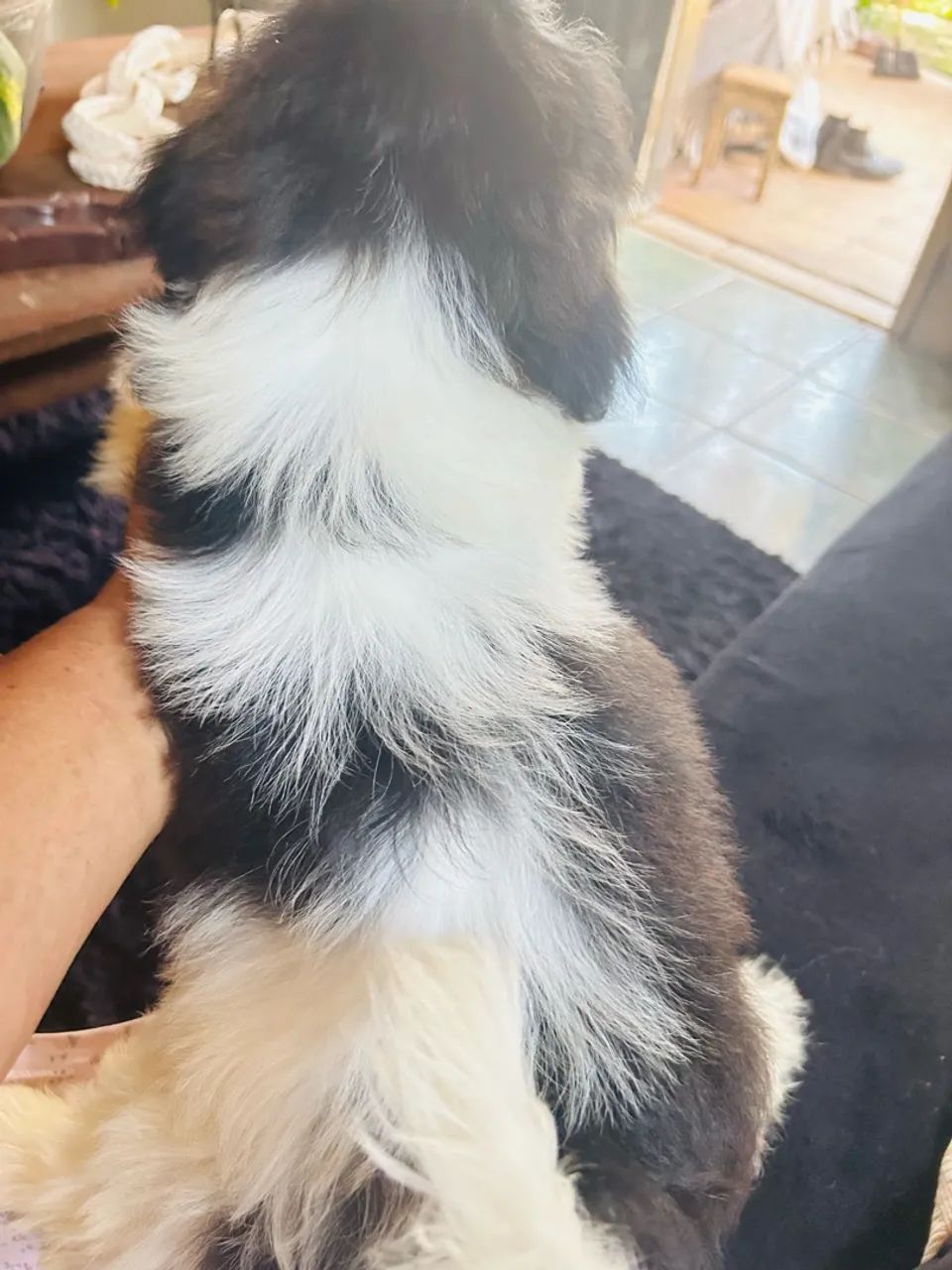 Shihtzu macho - Foto 2