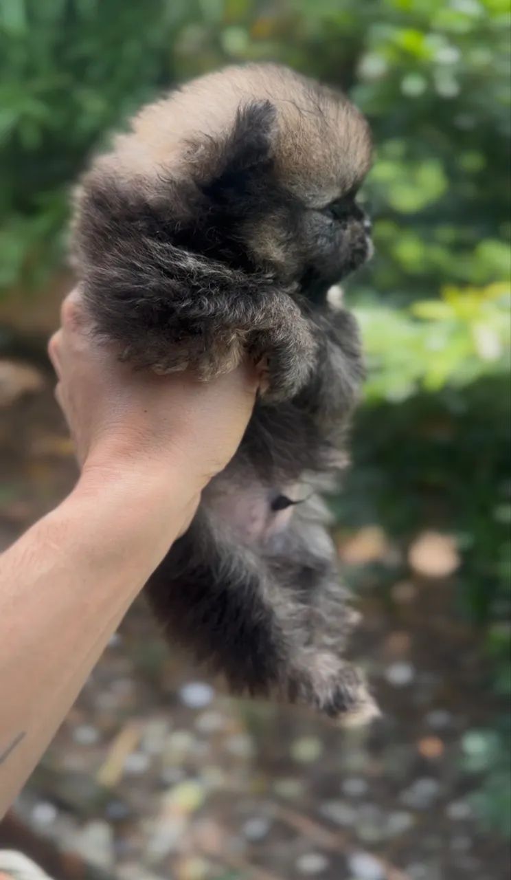 Bebê urso Lulu  - Foto 4