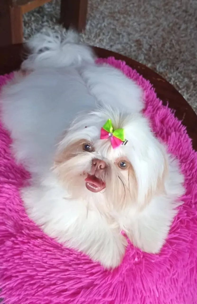 Fêmea shih Tzu  - Foto 4