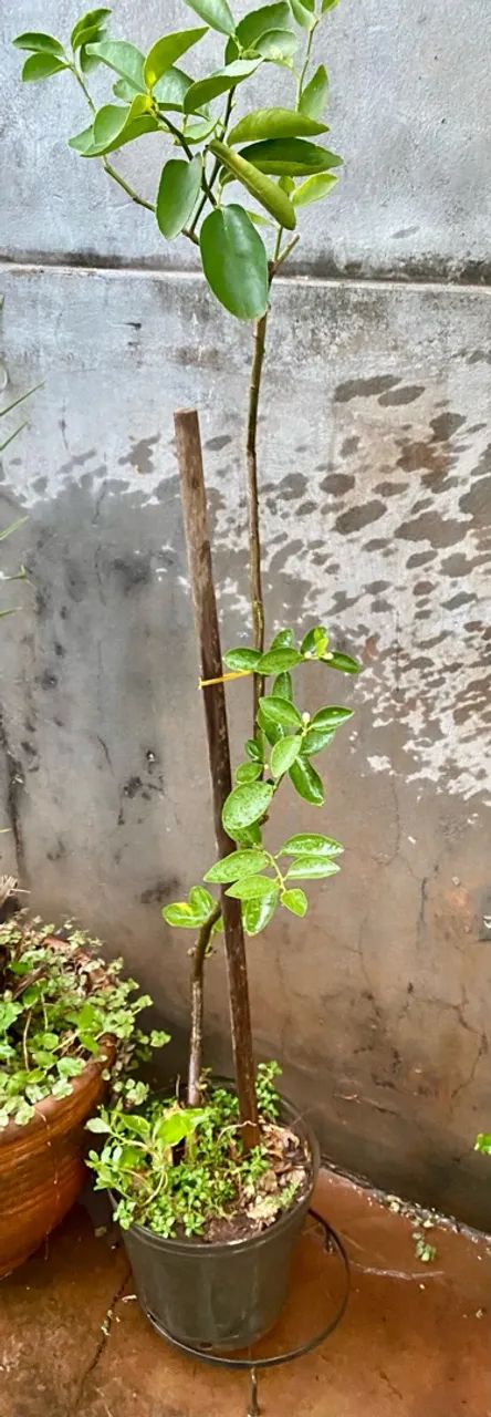 Frutífera produzindo - Foto 4