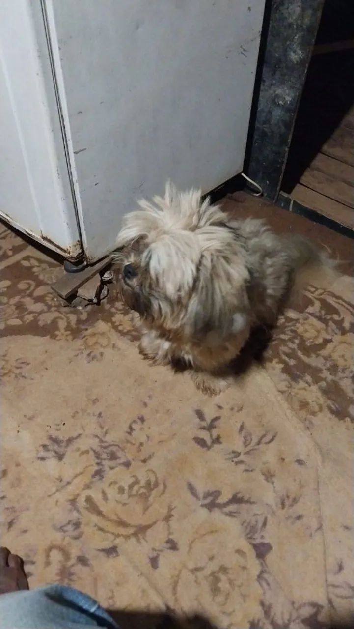 Cachorra  - Foto 3