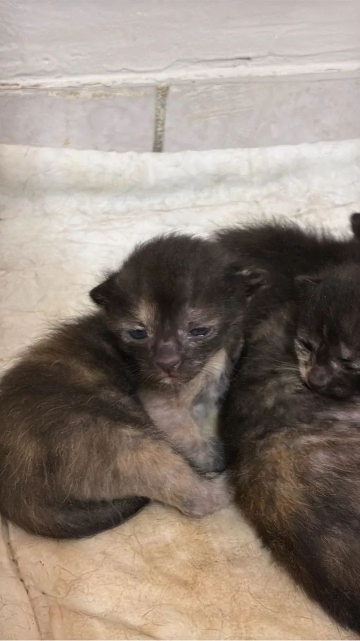 Doa se gatinhos