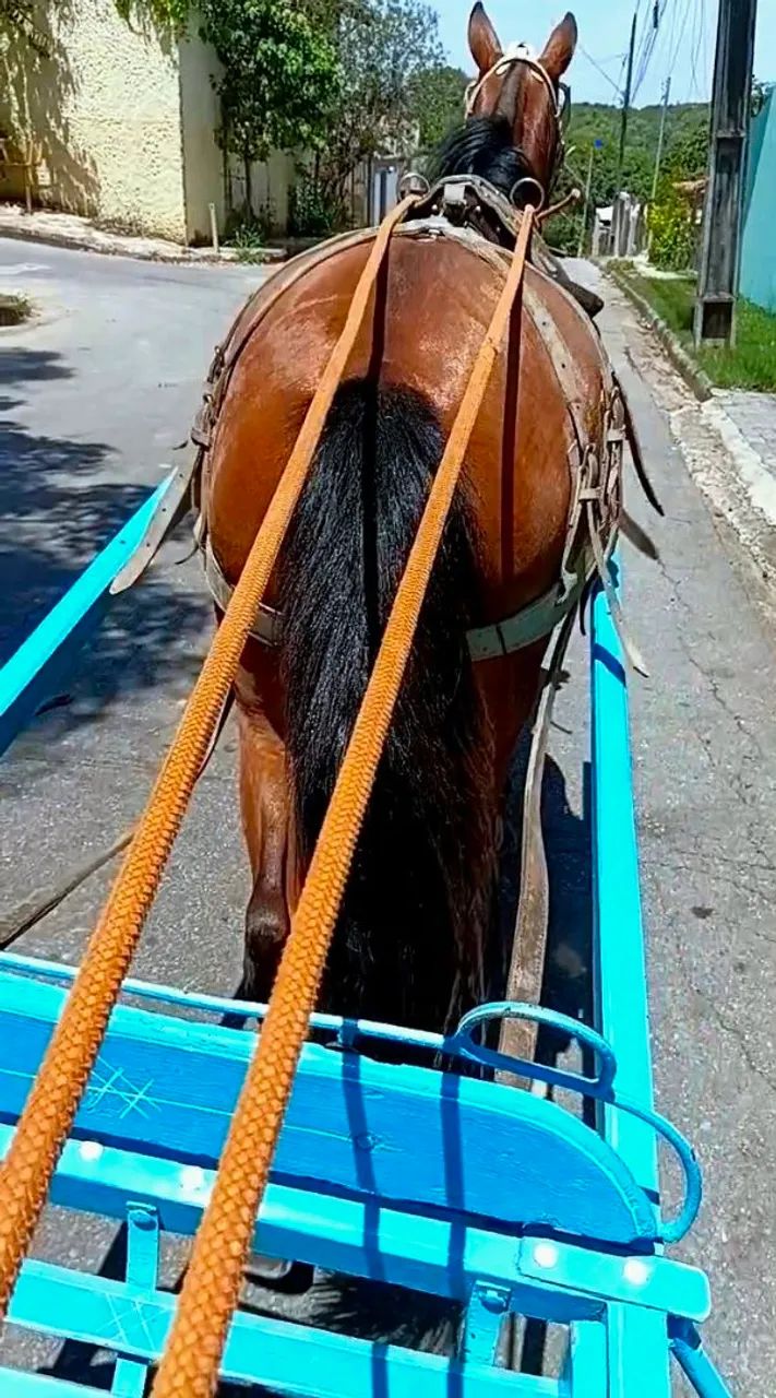 Cavalo  - Foto 5
