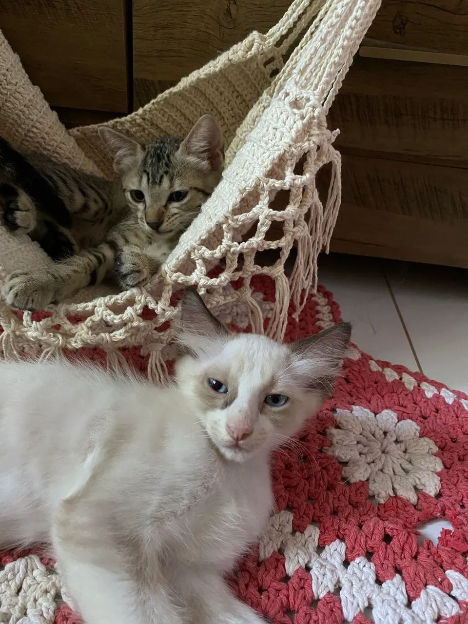 Gatinhos para doação  - Foto 2