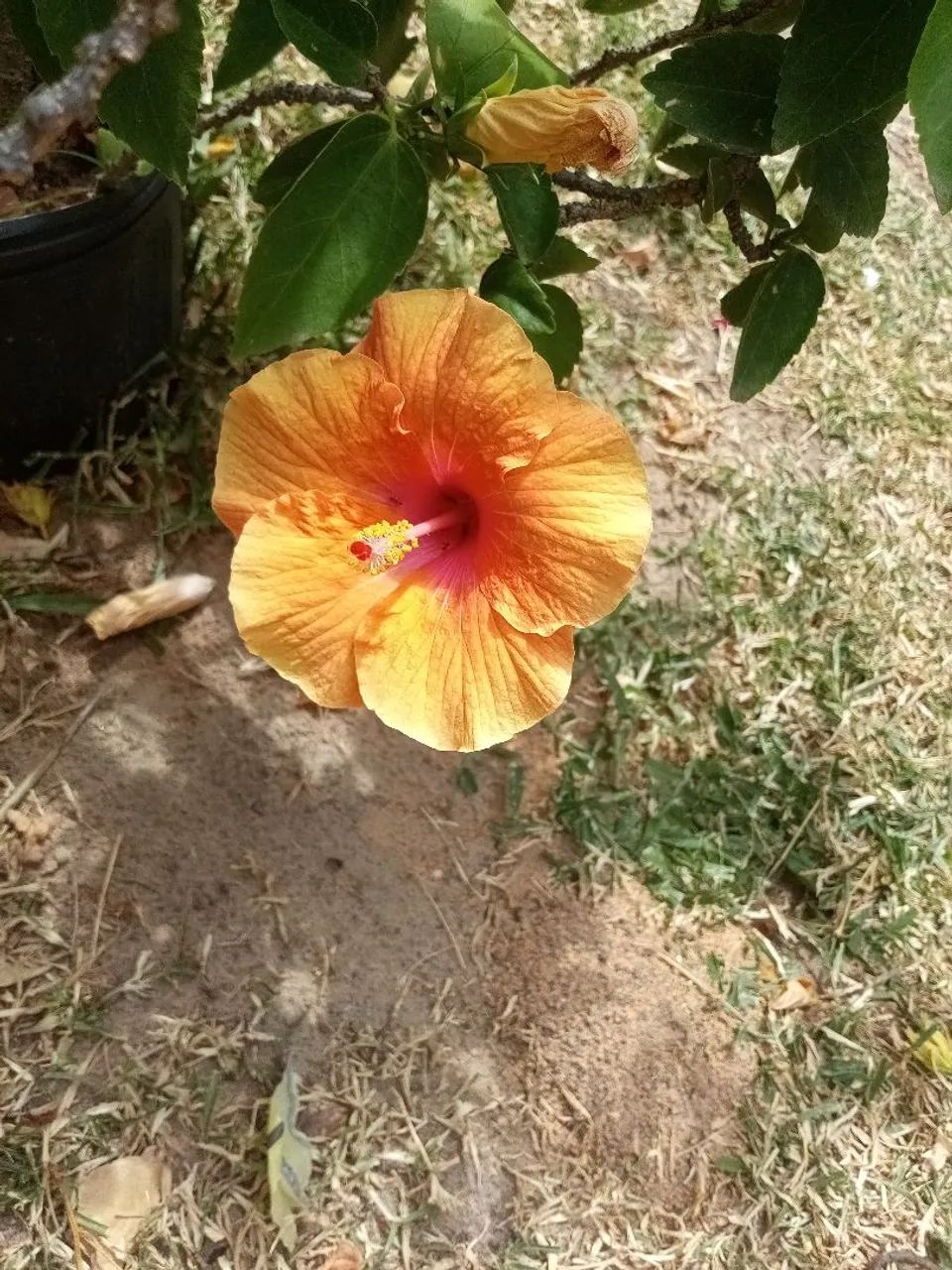 Muda de hibisco  - Foto 4