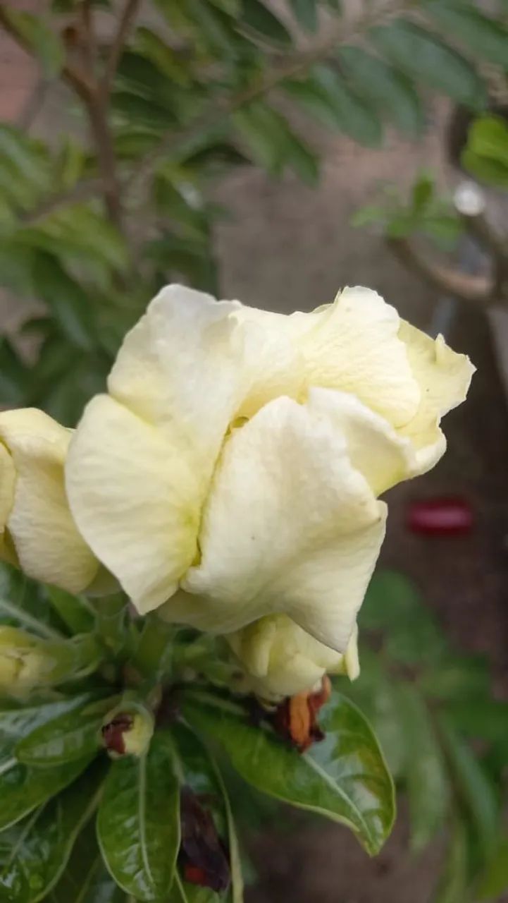 Flor do Deserto - Foto 2