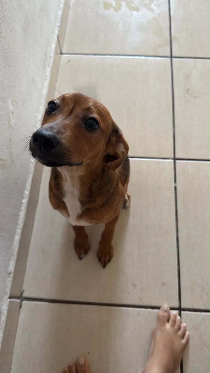 doação fêmea  - Foto 3