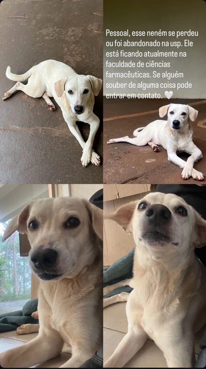 Doação  - Foto 3