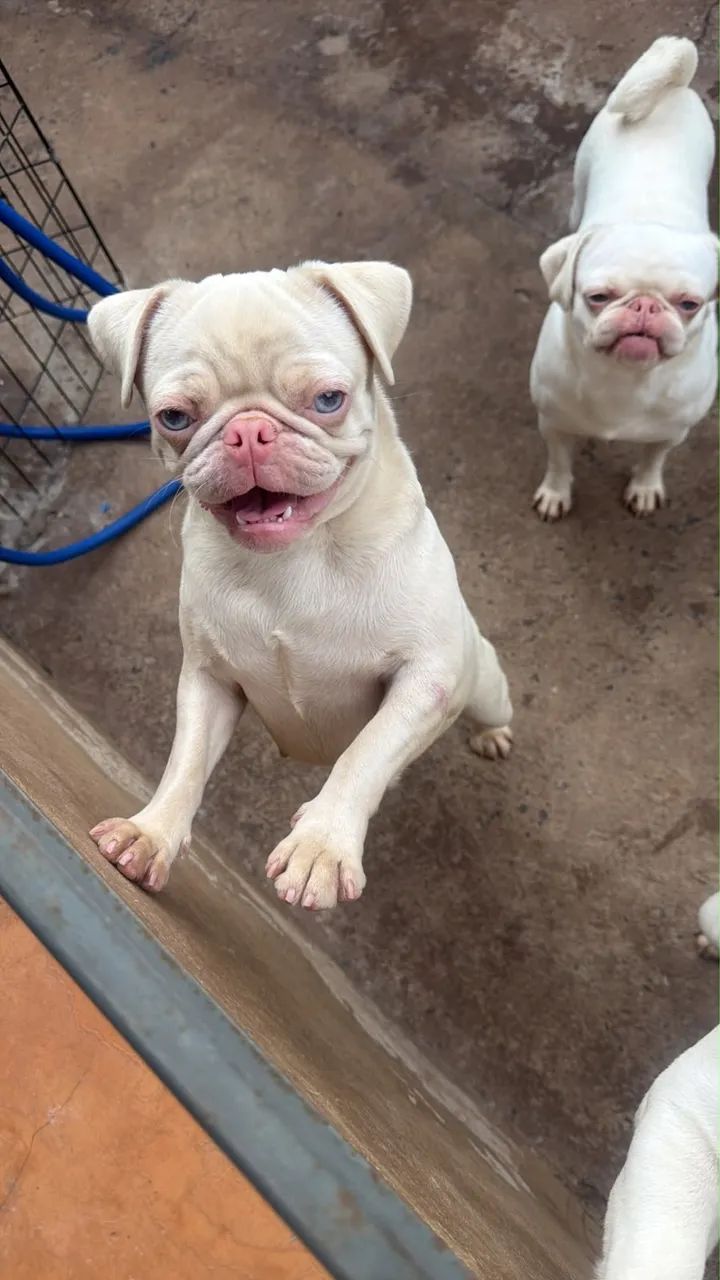Pug exóticos e abricot  - Foto 3