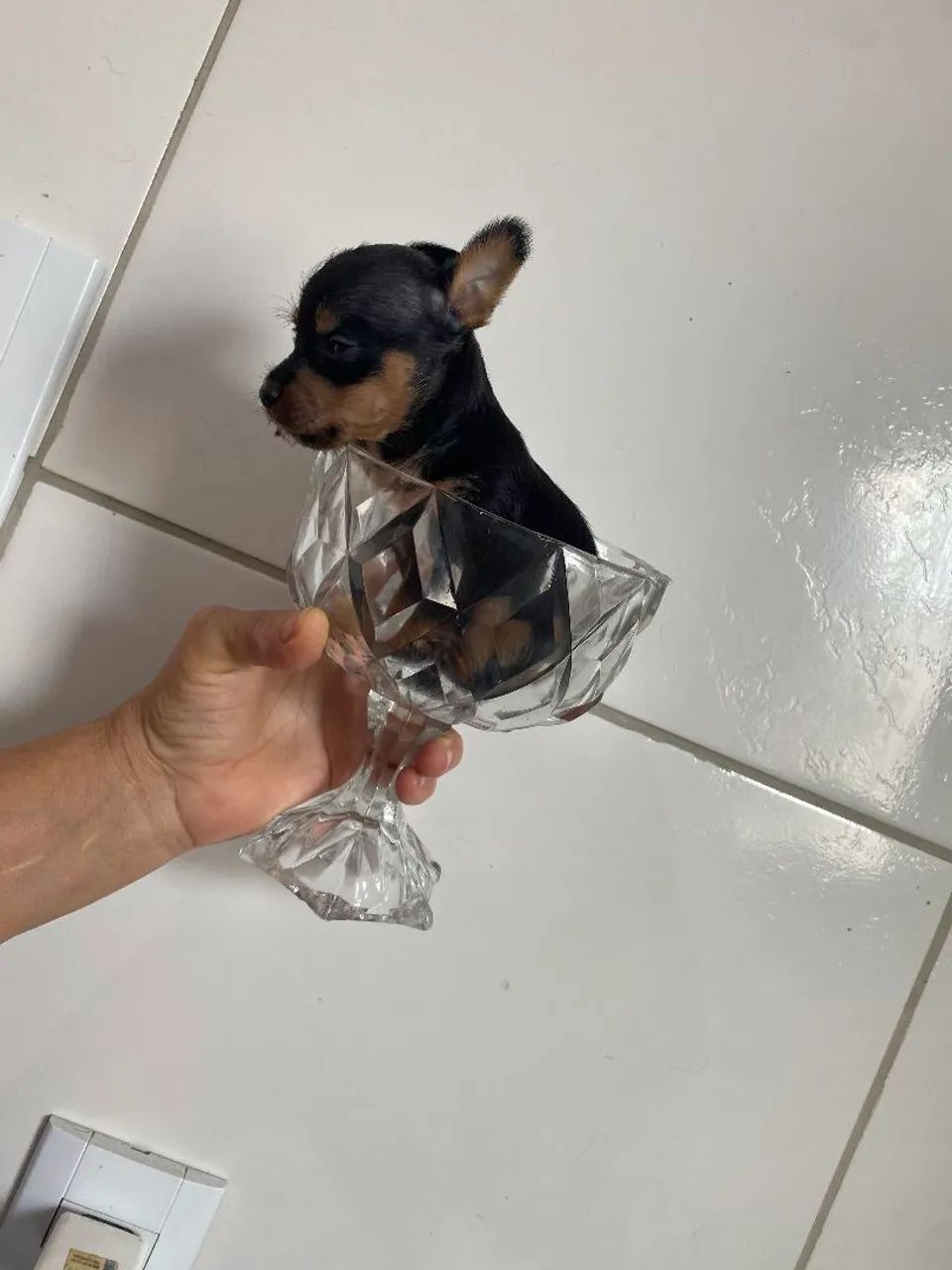 Pinscher zero  - Foto 5