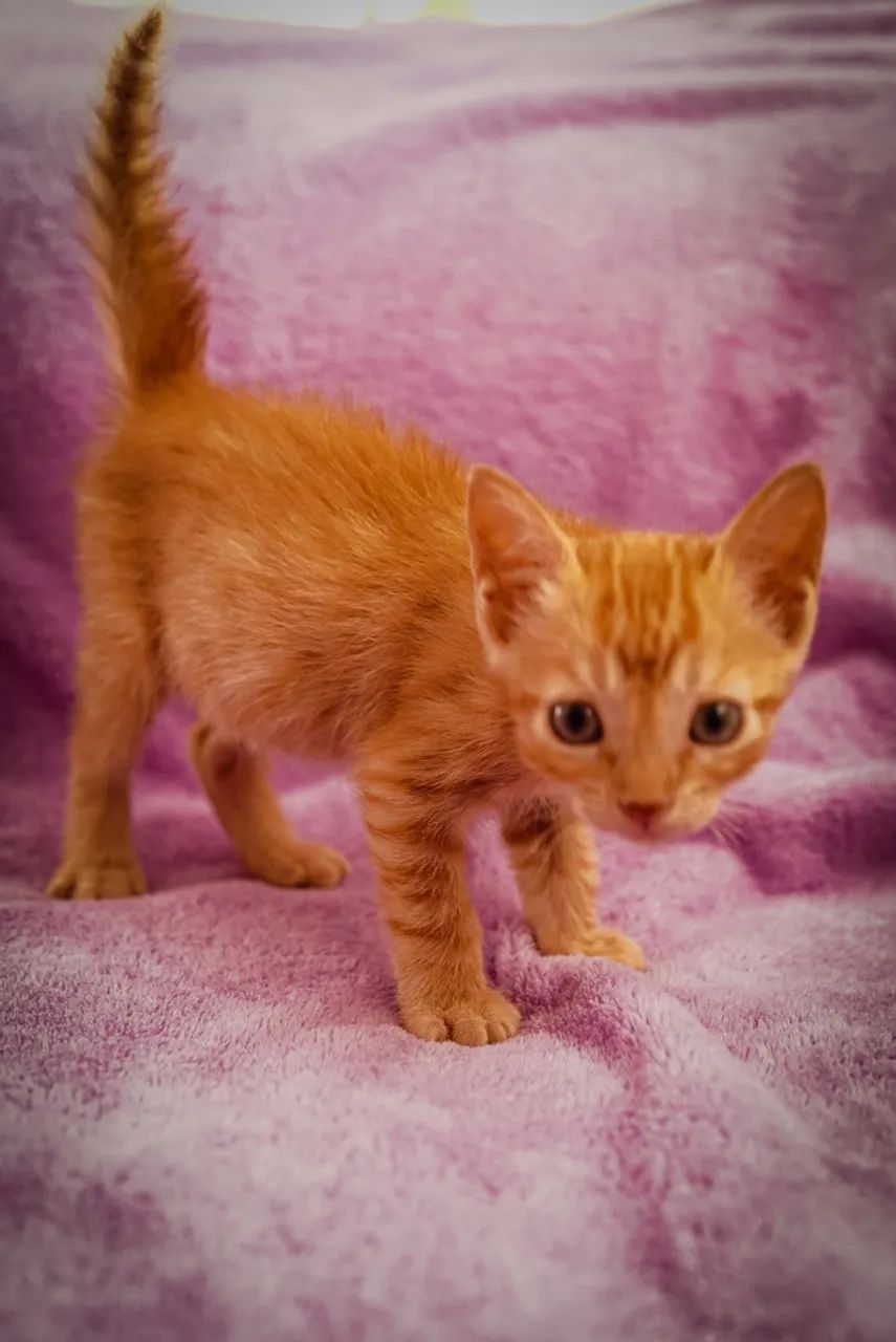 Gatos para adoção  - Foto 3