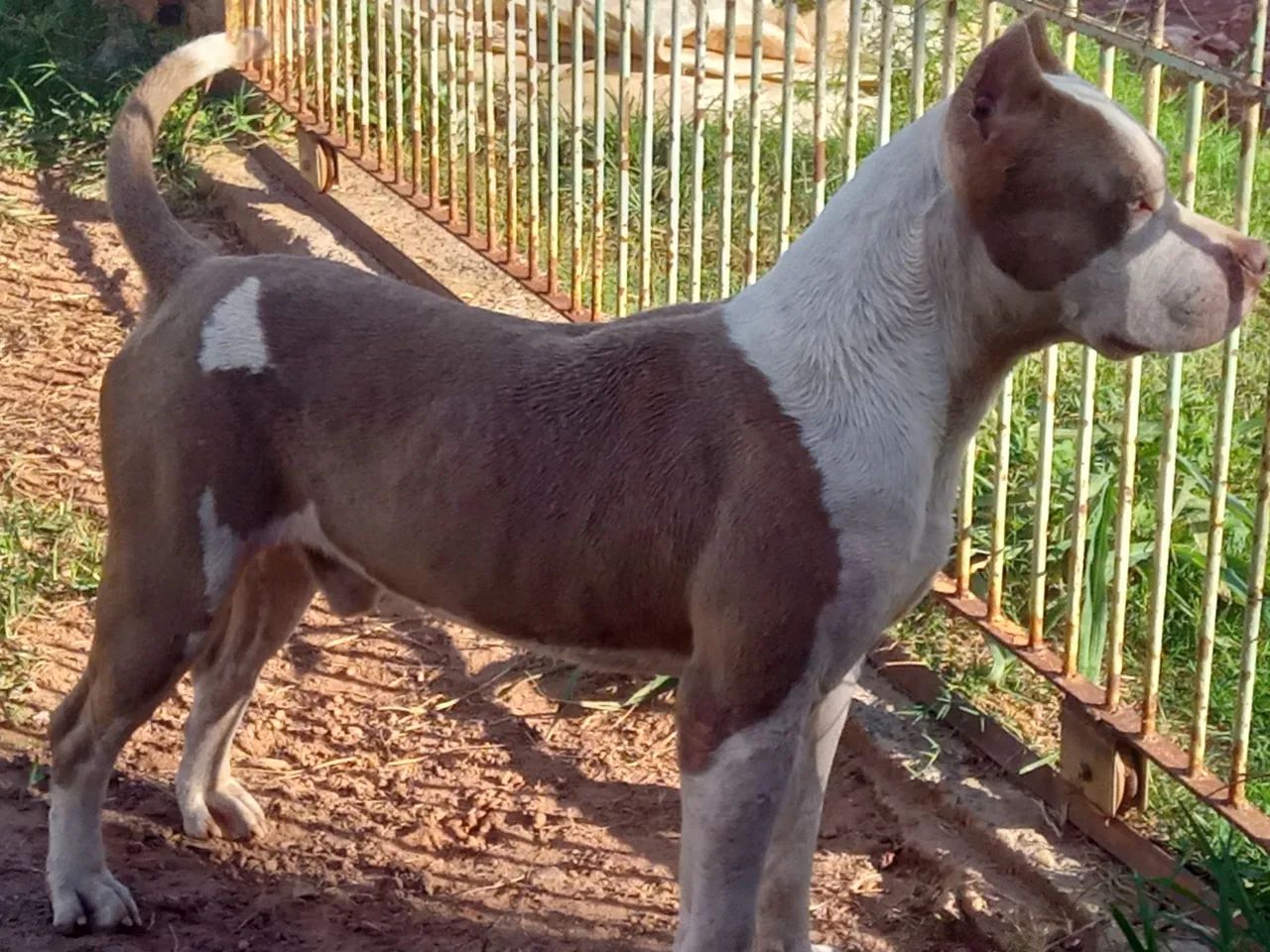 Americanbully macho (COBERTURA) - Foto 2