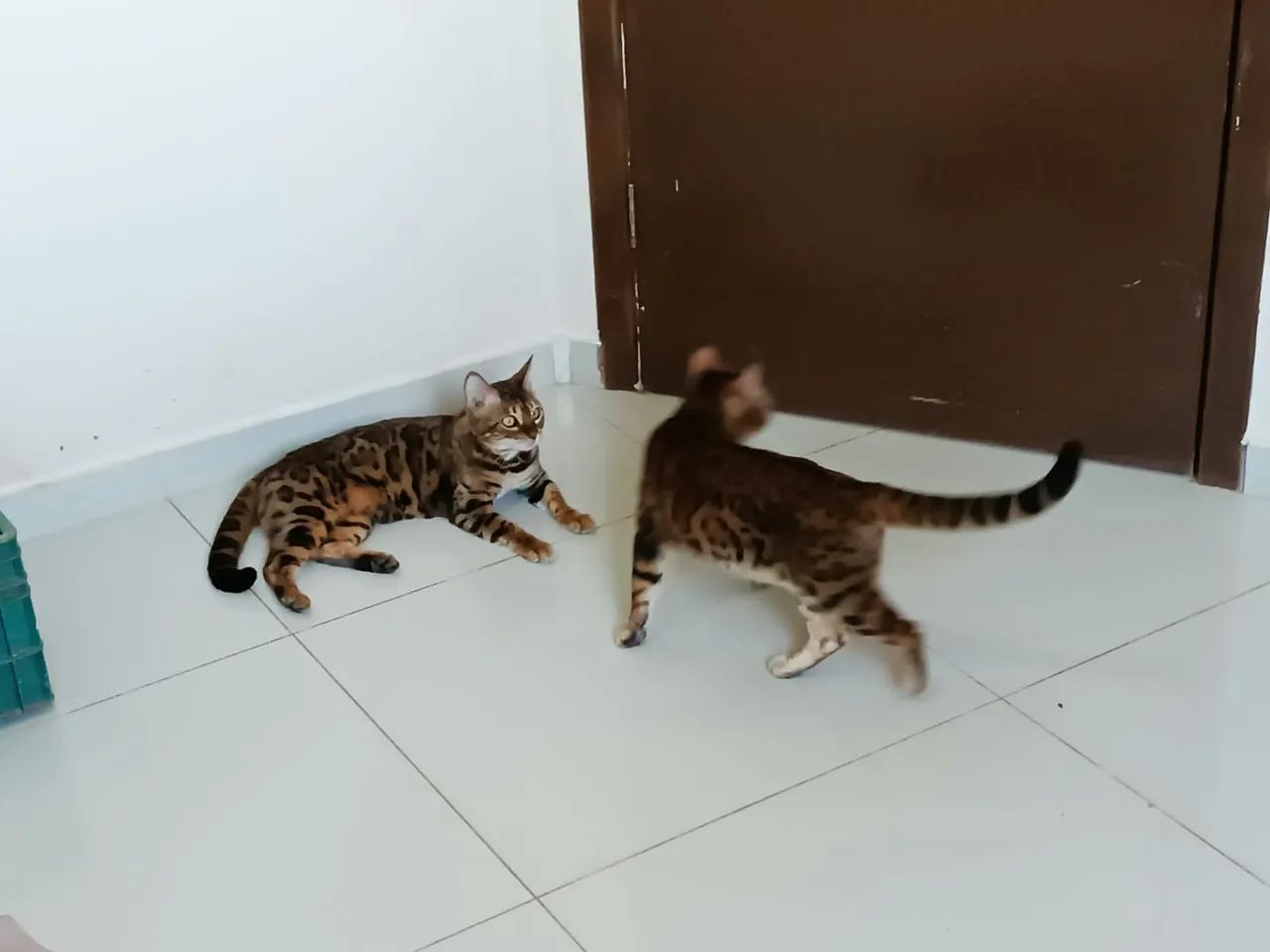 Gata bengal - Foto 5