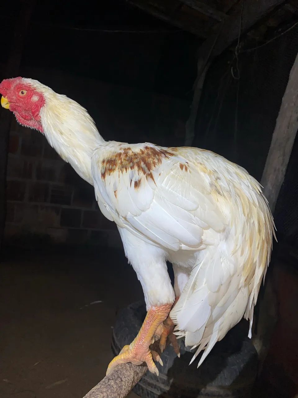 Frango Bico curto - Foto 5