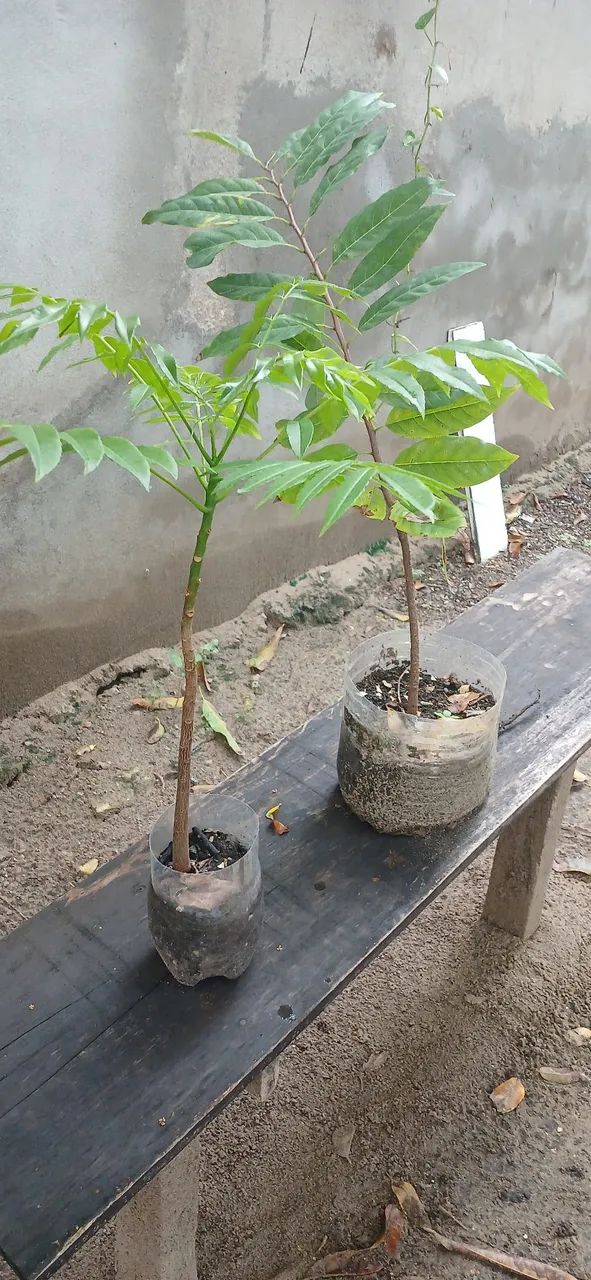 Pe cajarana  e pinha