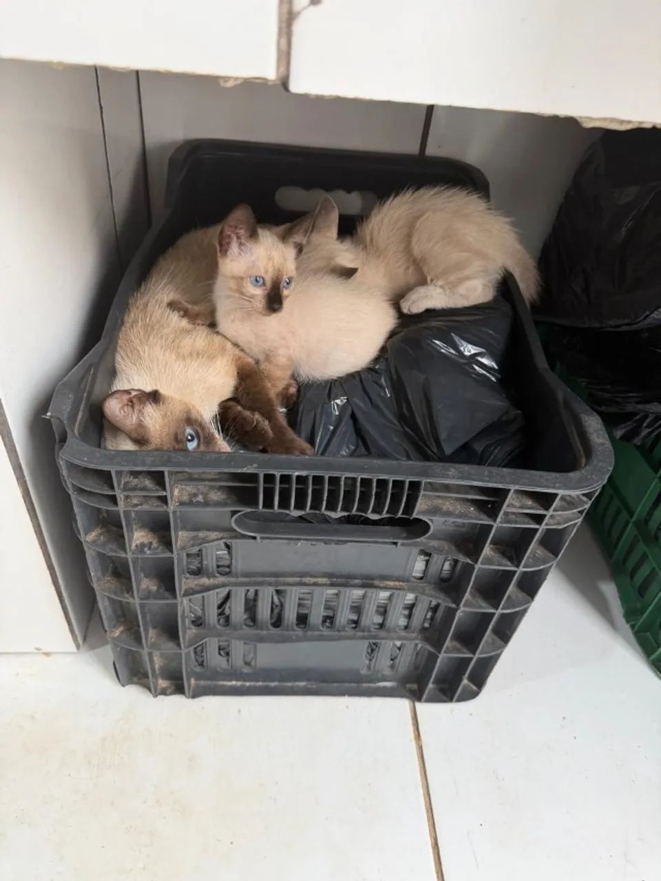Animais doação 