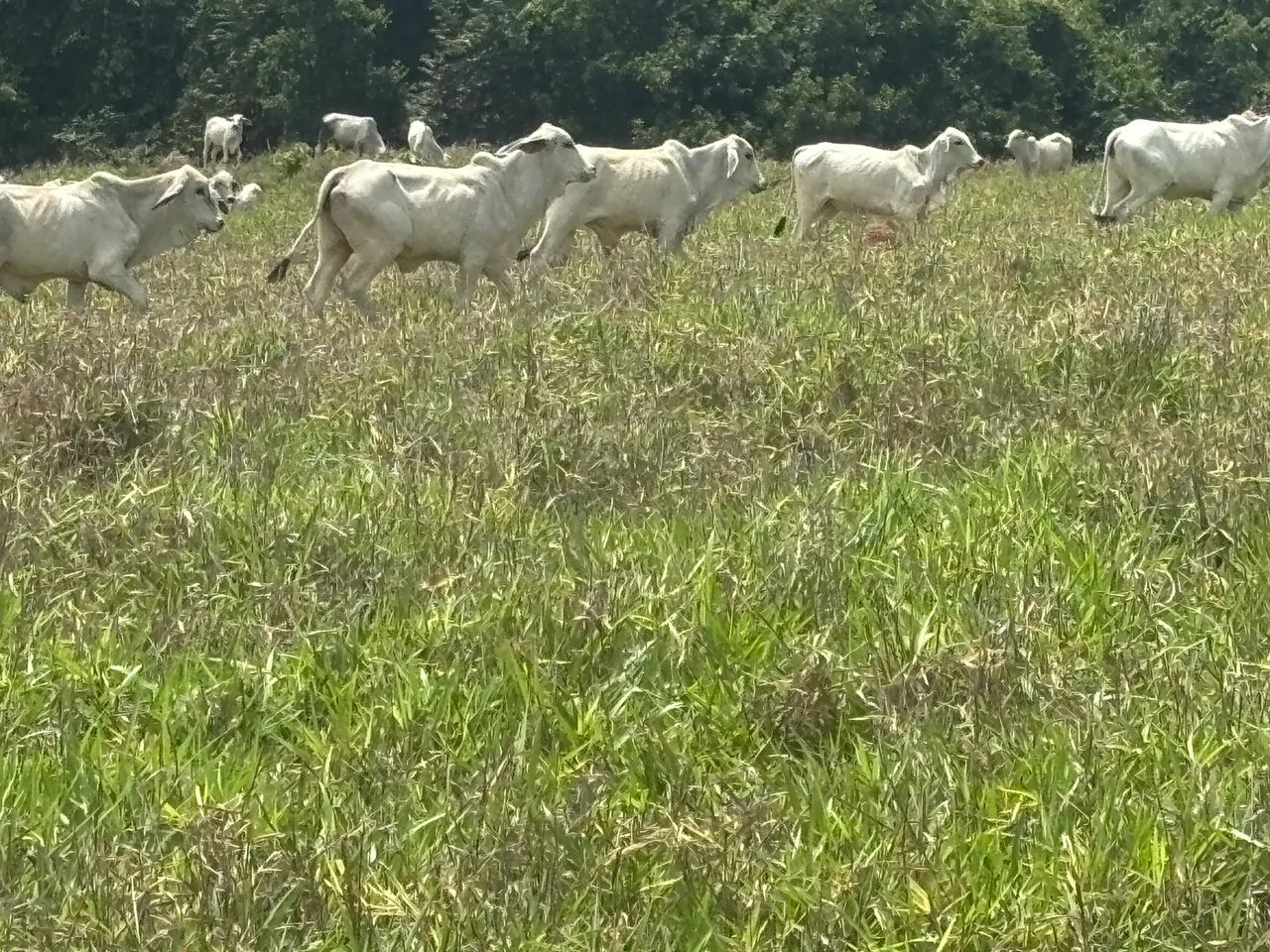 Gado Tababua - Foto 5