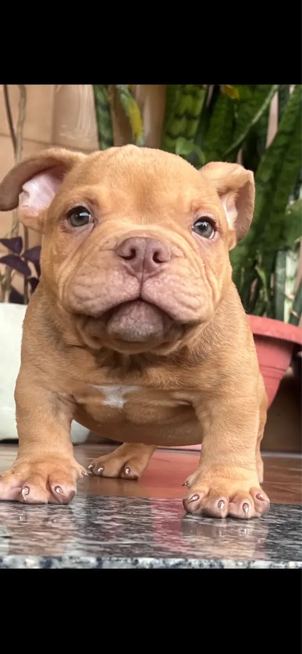 American Bully Micro  - Foto 2