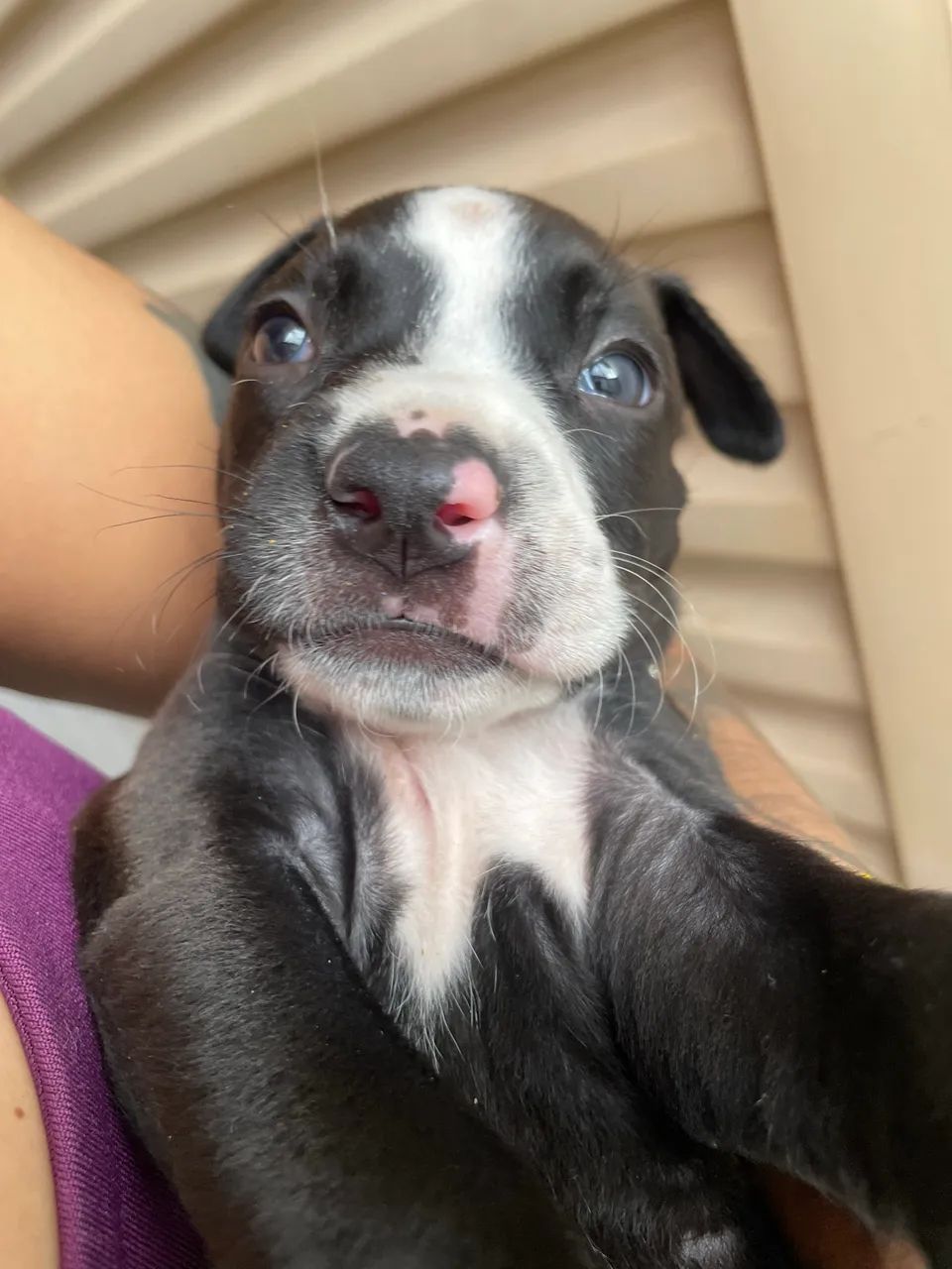 Pitbul - Foto 2