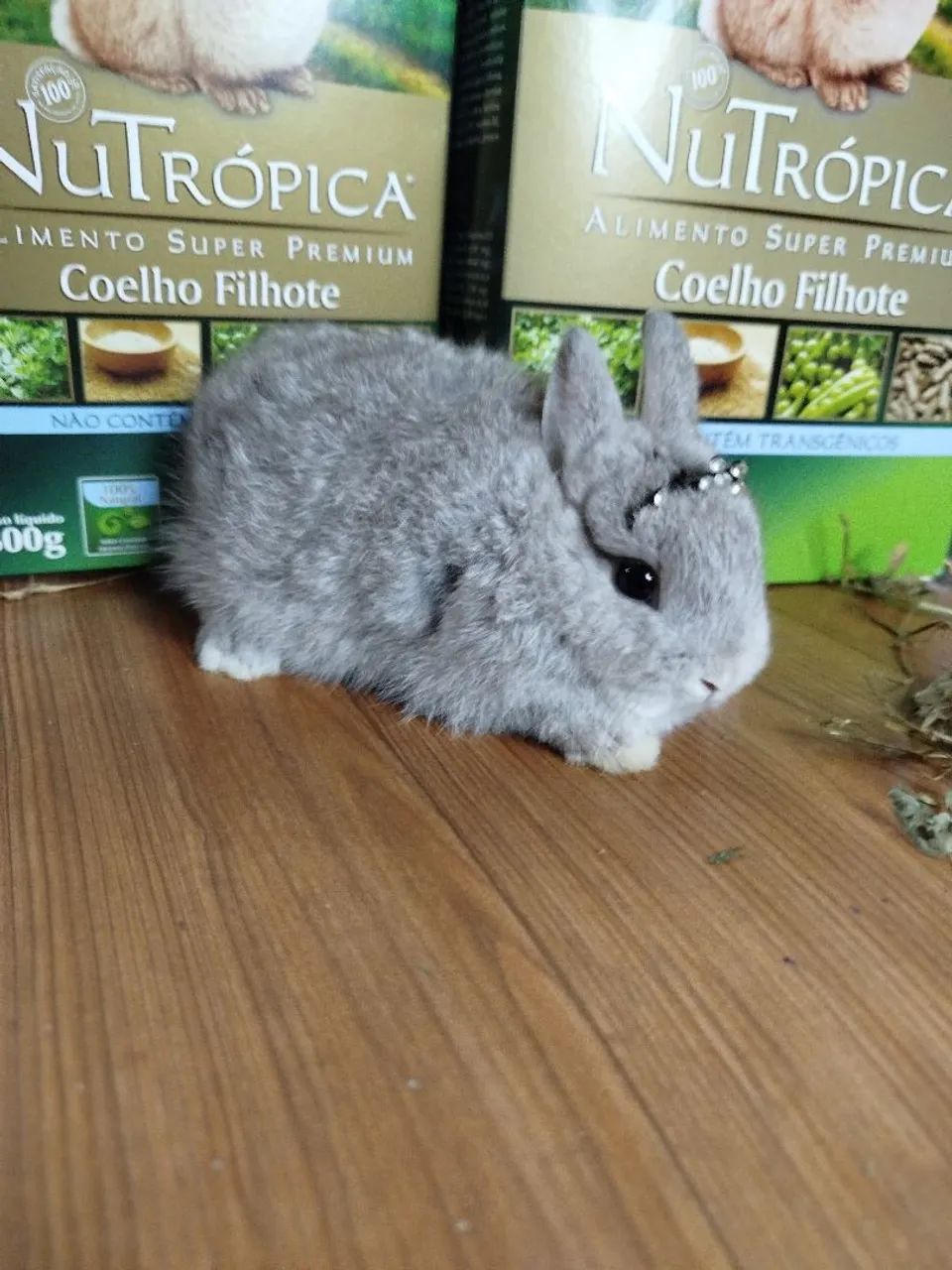 Anão Netherland Dwarf 65570227551746121