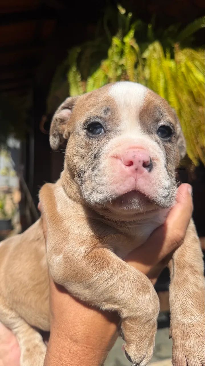 American bully - Foto 3