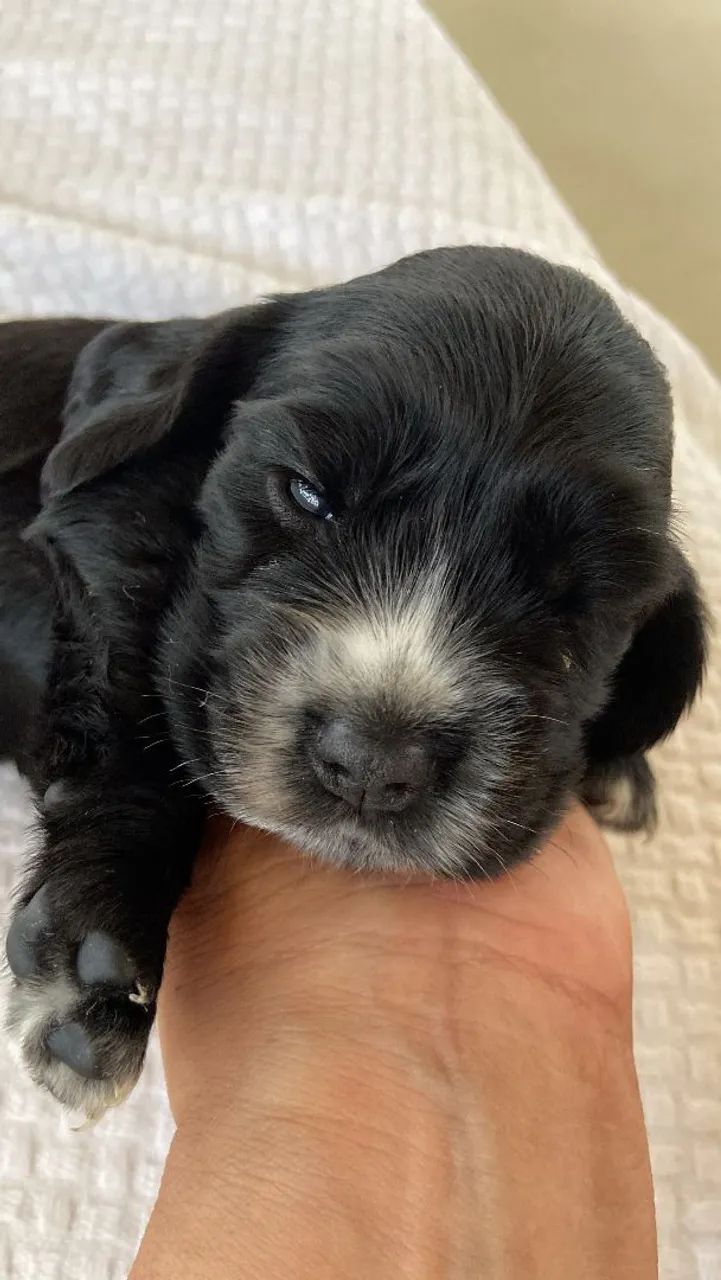 Filhotes de Cocker Spaniel Inglês à venda  - Foto 3
