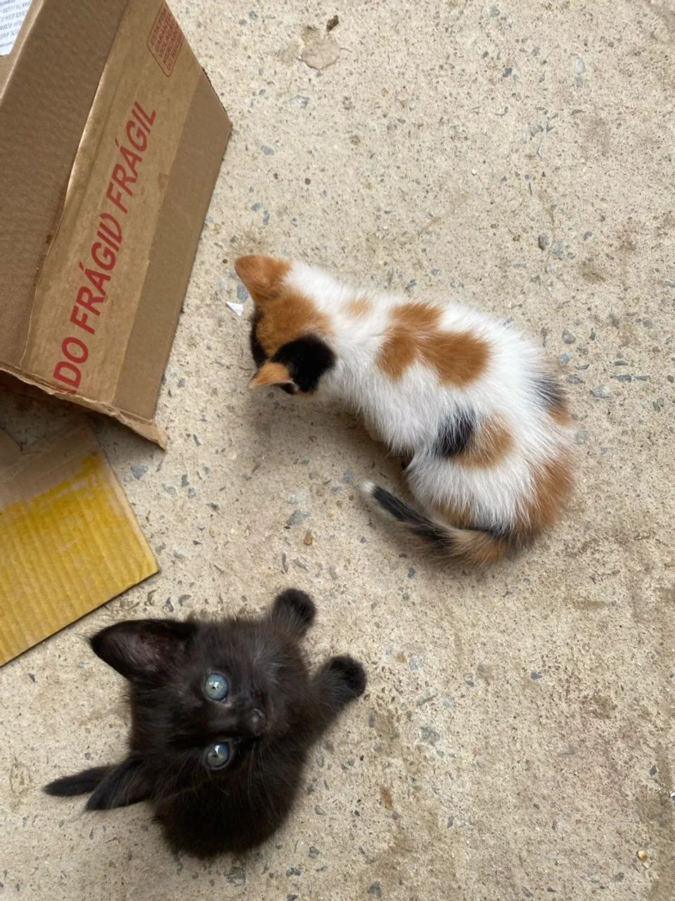 Gato doação 