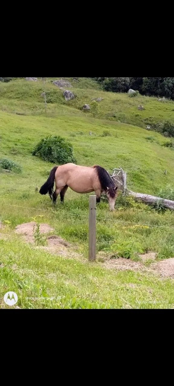 Égua Percherona
