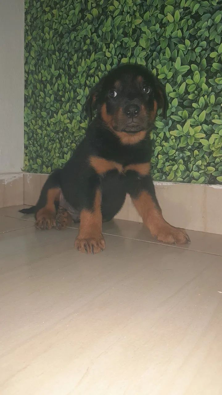 Cachorro  - Foto 3