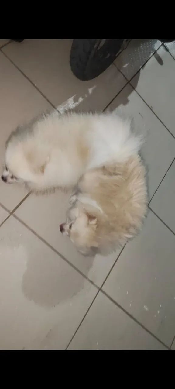 Vendo splitz alemão anã 