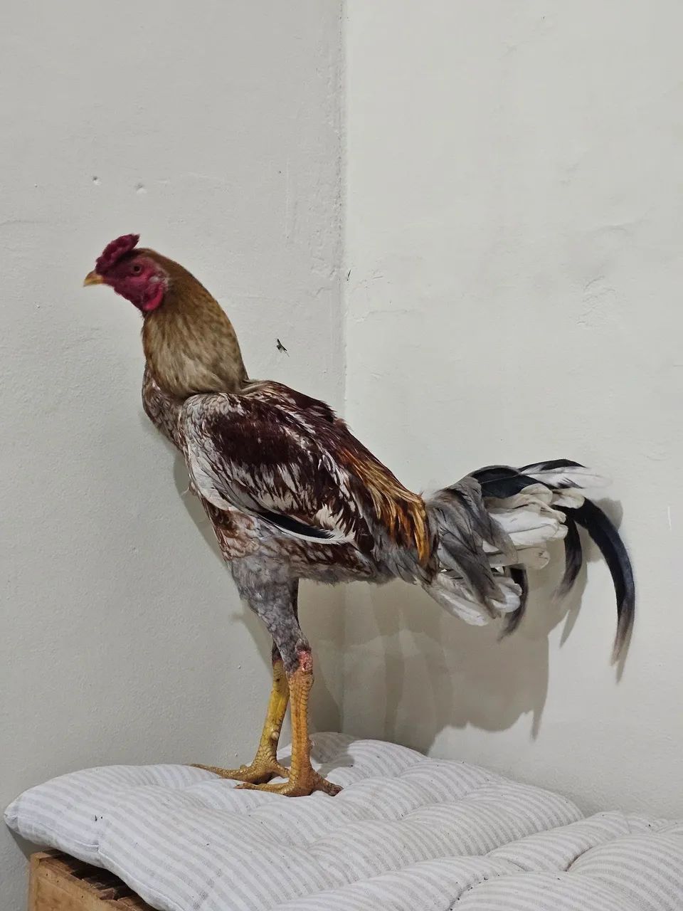 Galo - Foto 5