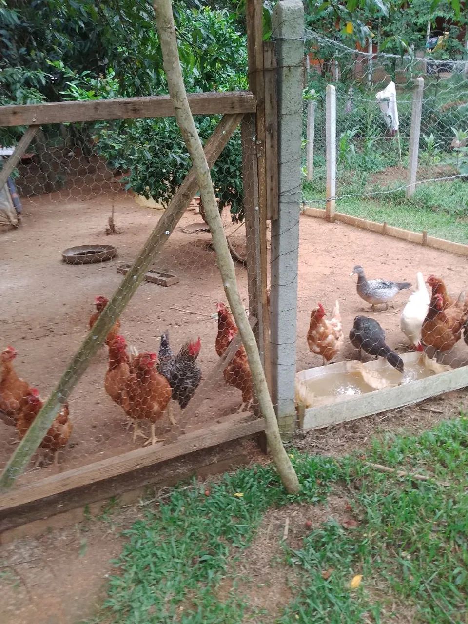 Vendo galinhas, ovos, pintinhos , Angola, filhotes coelhos  - Foto 2