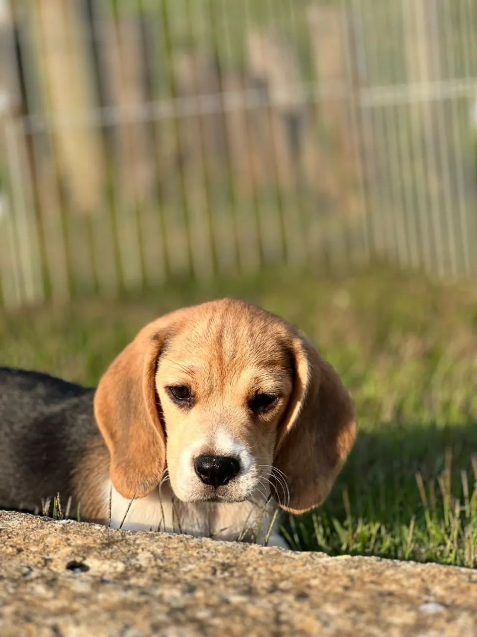 BEAGLES LINDOS - Foto 2