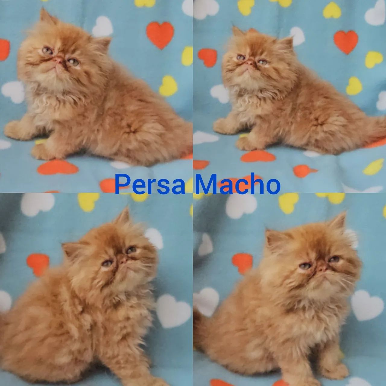 Persas, Exóticos e Himalaios Filhotes - Gatil BSB Cat  - Foto 4